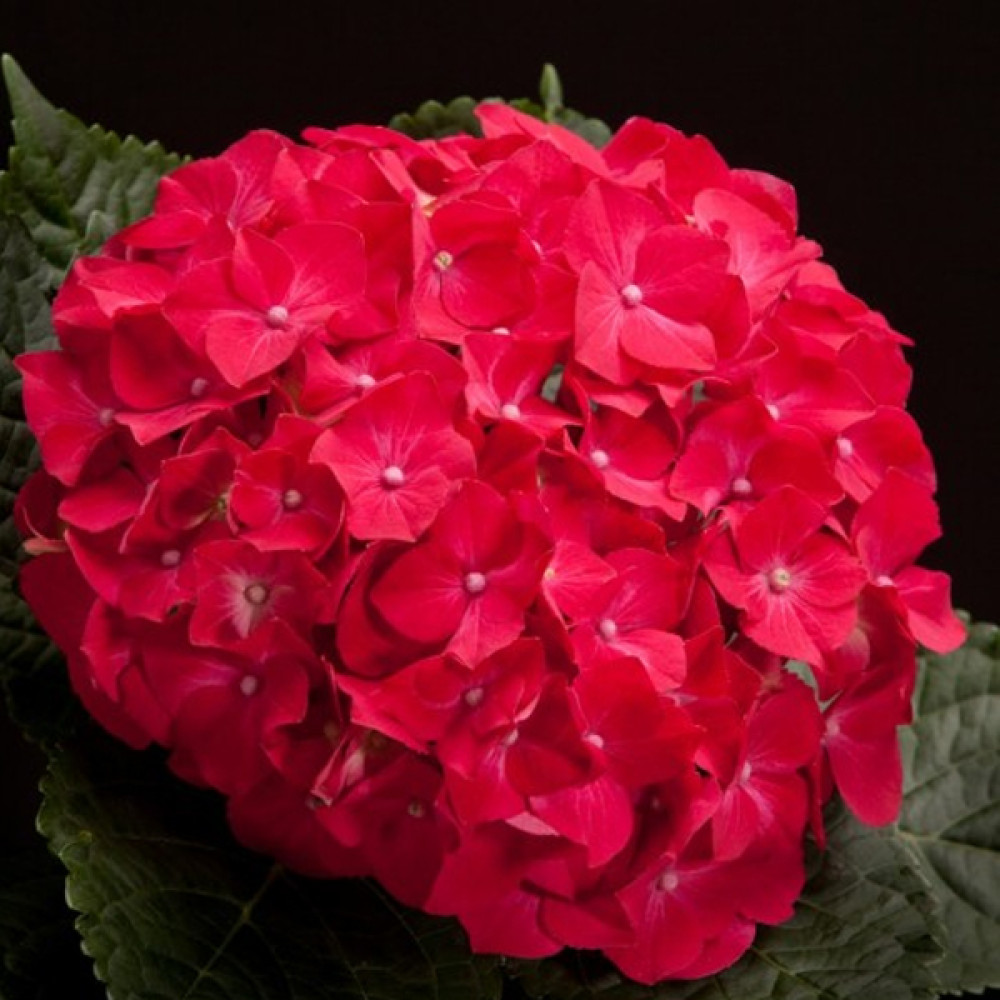 Гортензія Хот Ред ❀ Купити саджанці Hydrangea Hot Red в Україні